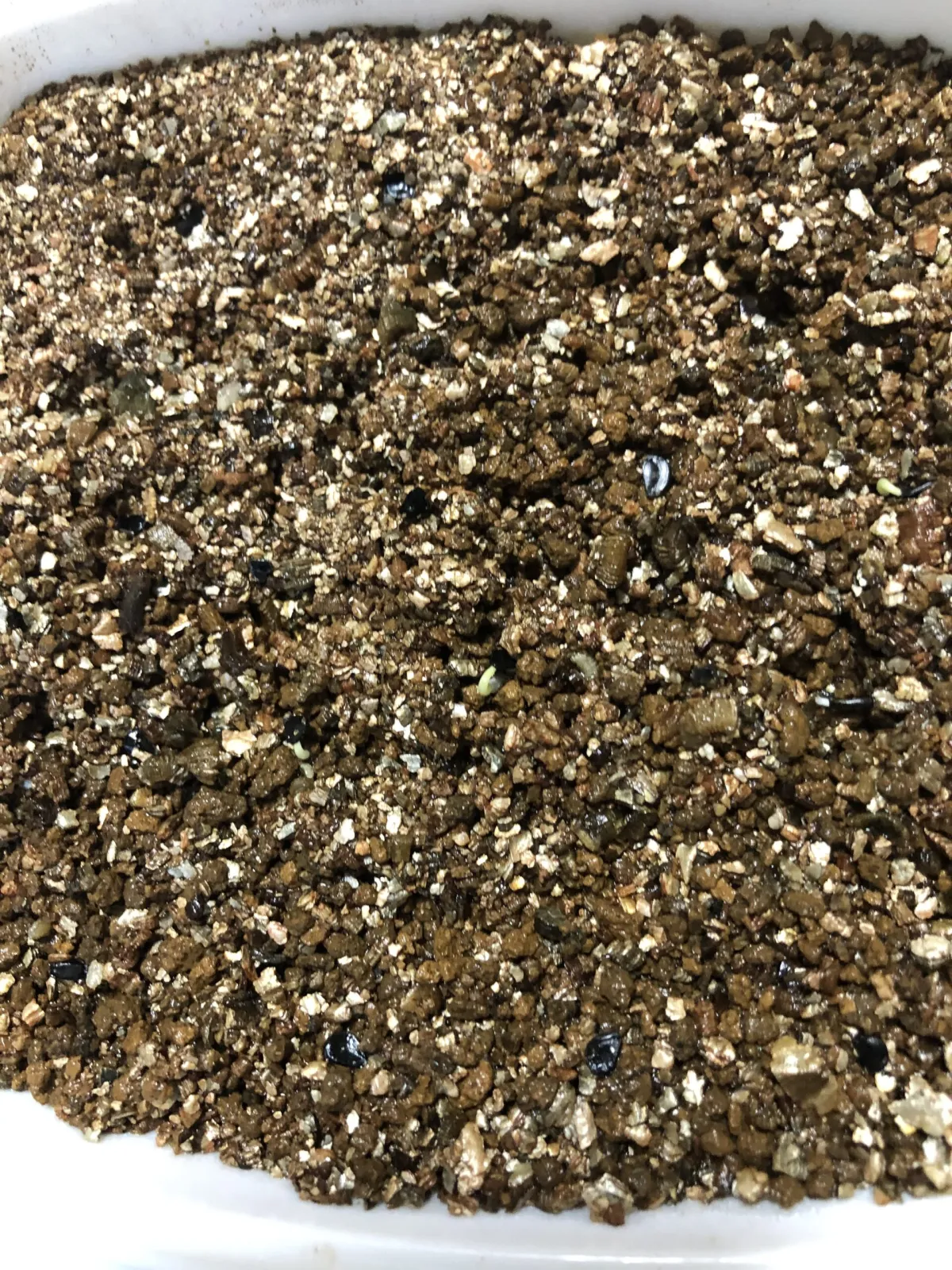 Agave victoriae-reginae (アガベ ビクトリアレジーナエ 笹の雪)