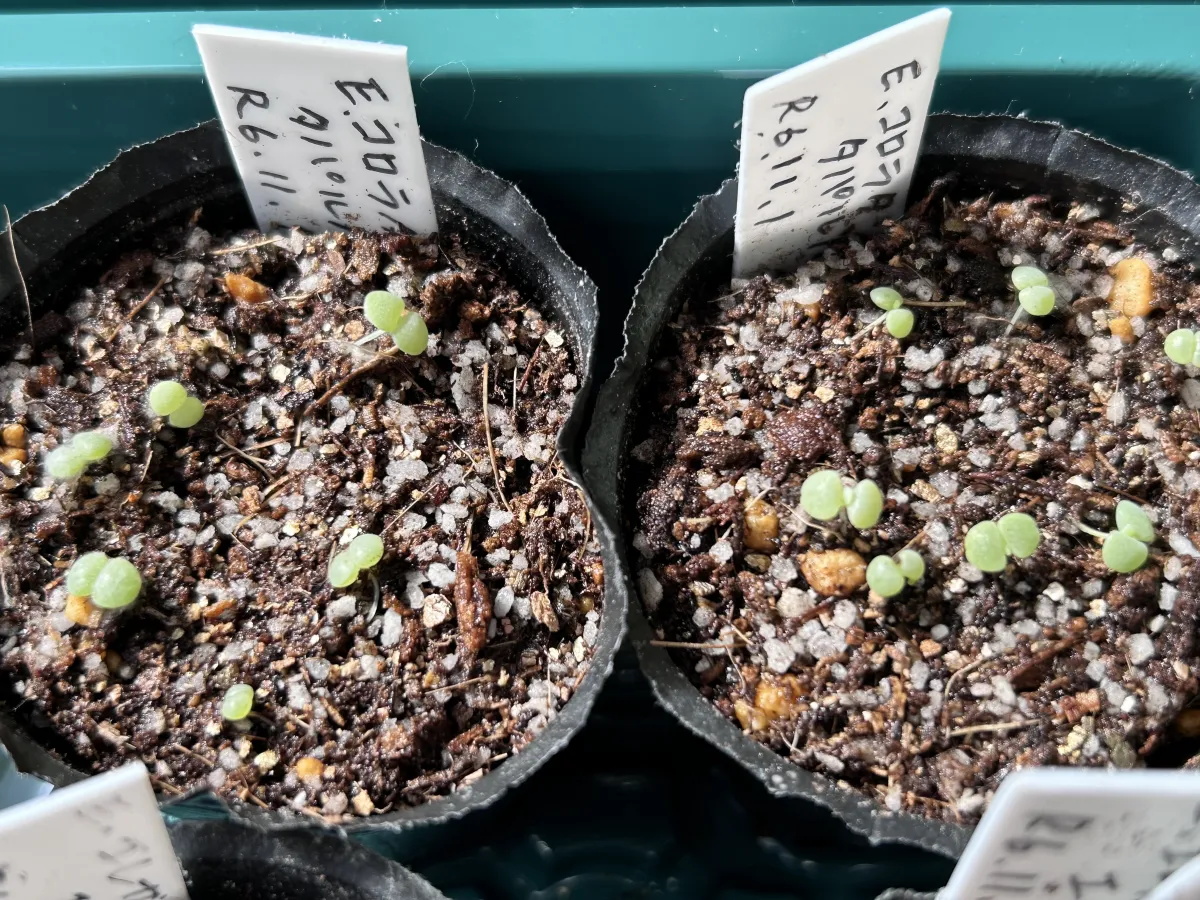 Echeveria colorata f. colorata (エケベリア コロラタ タパルパ)