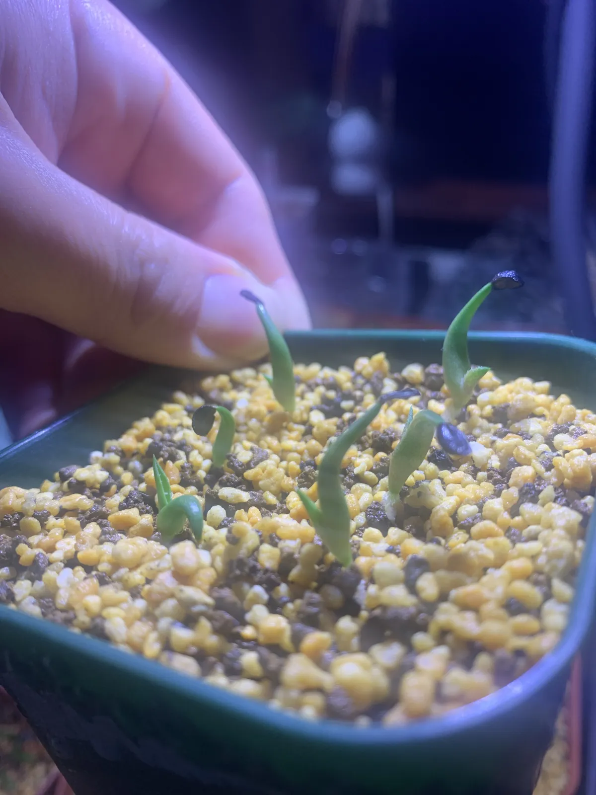 Agave kerchovei 'Huajuapan Red' (アガベ ワフアパンレッド)