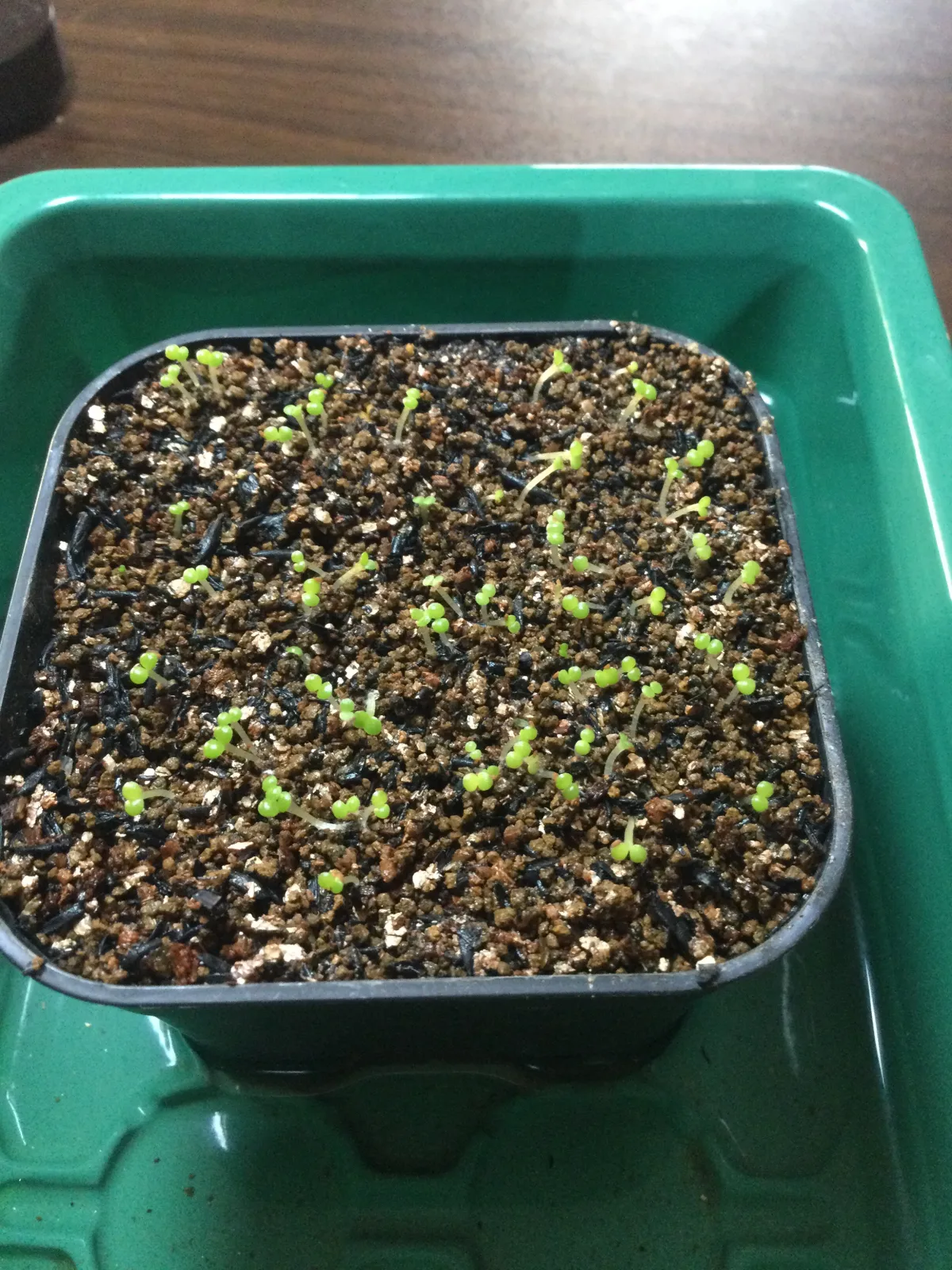 Tylecodon wallichii (ティレコドン ワリチー)