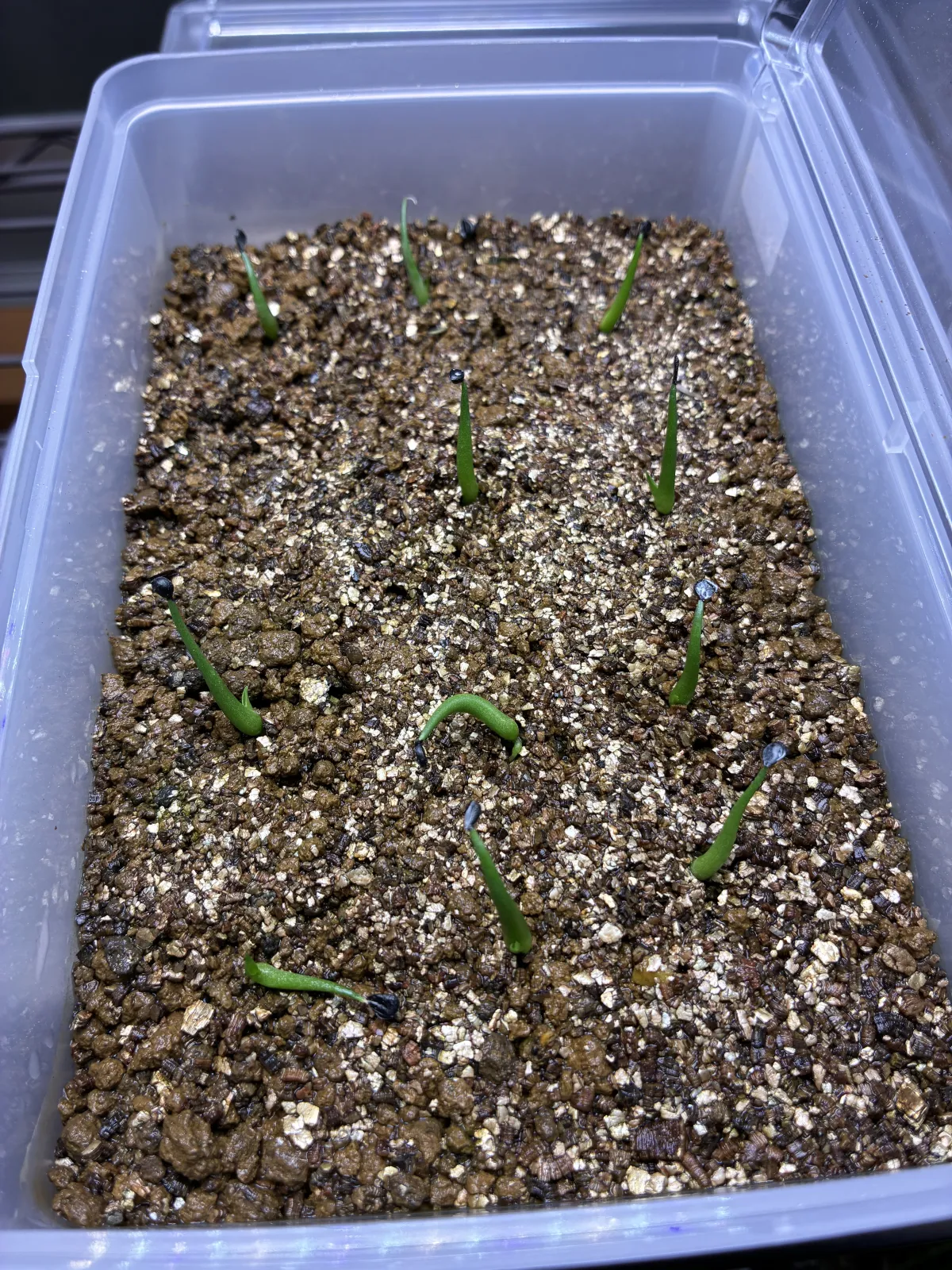 Agave utahensis var. eborispina (アガベ エボリスピナ)