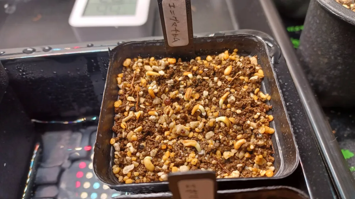 Pachypodium enigmaticum (パキポディウム エニグマチカム)