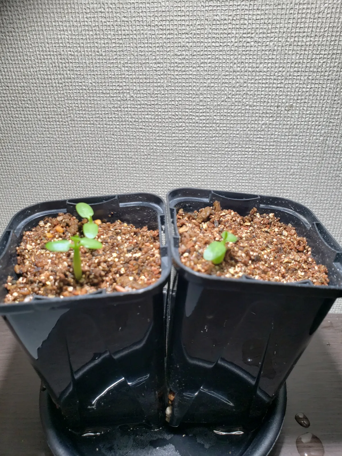 Pachypodium brevicaule subsp. leucoxanthum (パキポディウム レウコキサンツム)