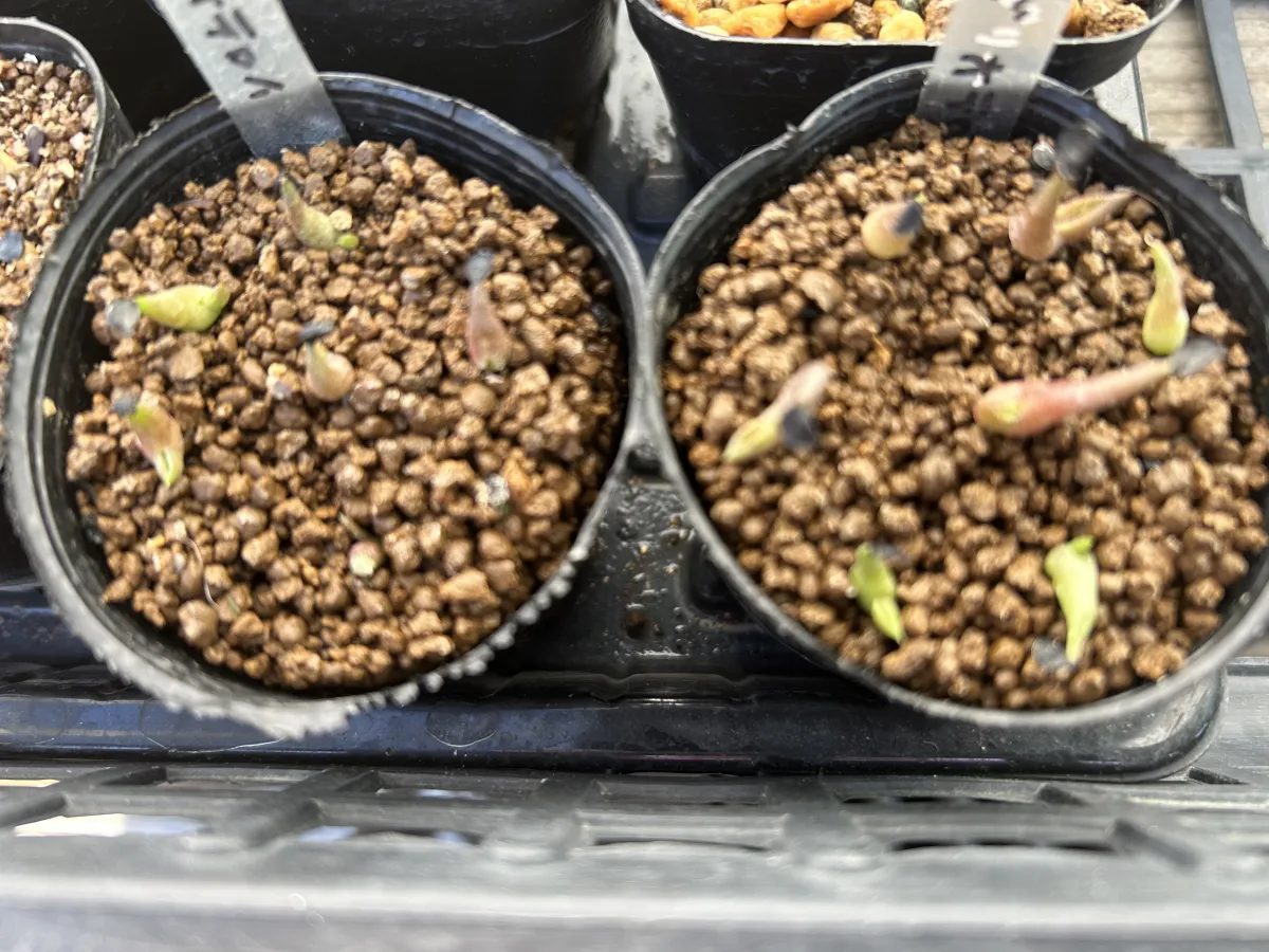 Agave oteroi (アガベ オテロイ)