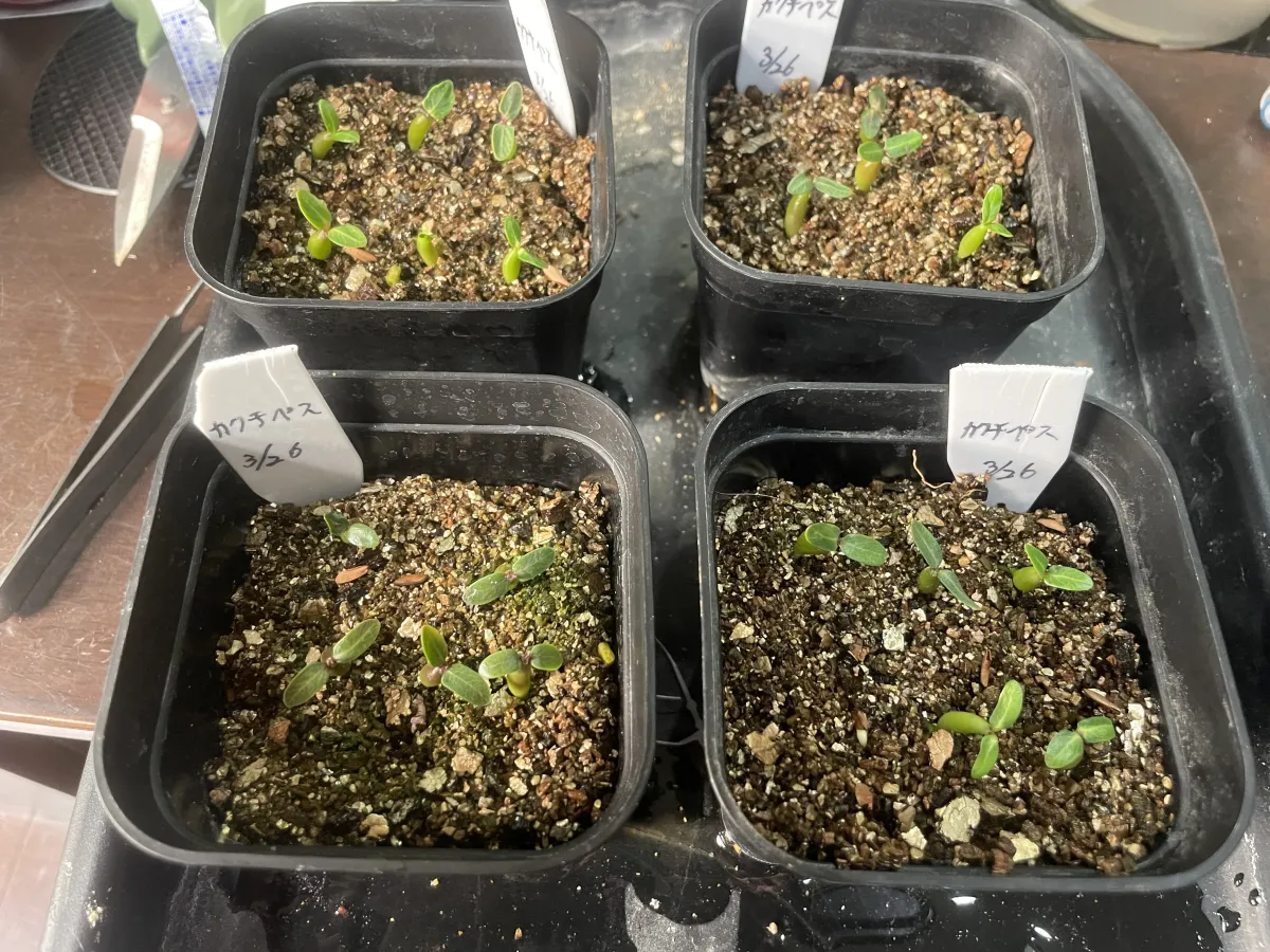 Pachypodium rosulatum ssp. cactipes (パキポディウム カクチペス)