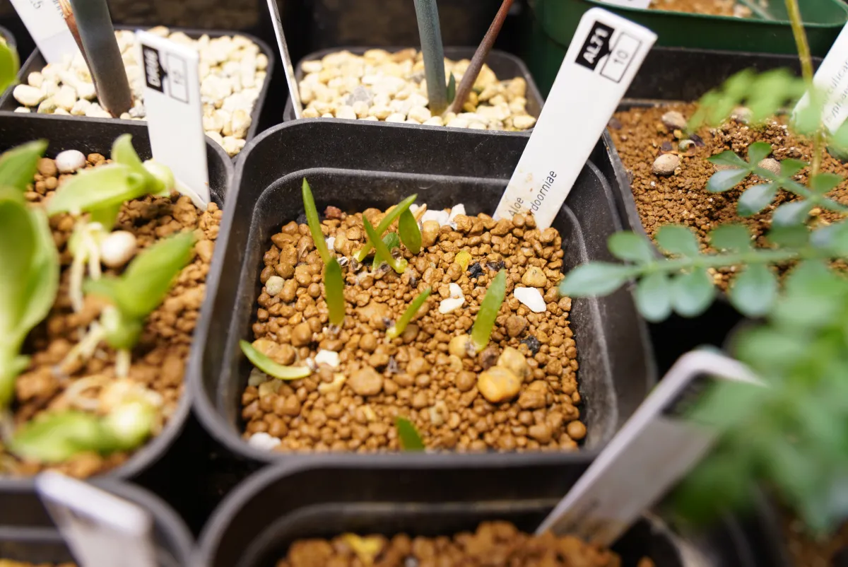 Aloe verdoorniae (アロエ ベルドーニアエ 星霞)