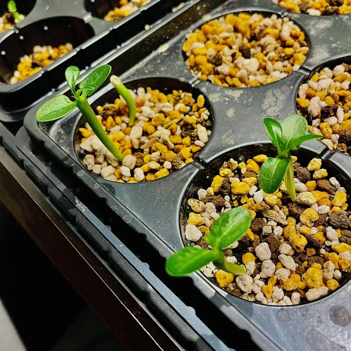 Pachypodium lamerei (パキポディウム ラメレイ 夢叶棒)