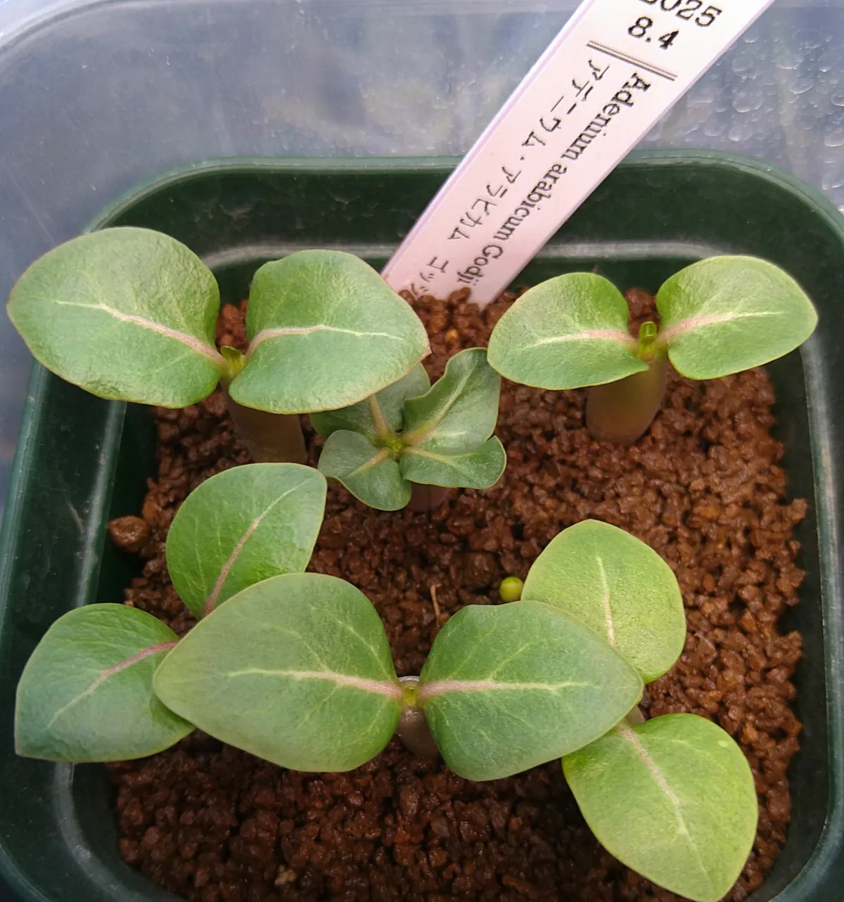 Adenium arabicum (アデニウム アラビカムゴッジ)