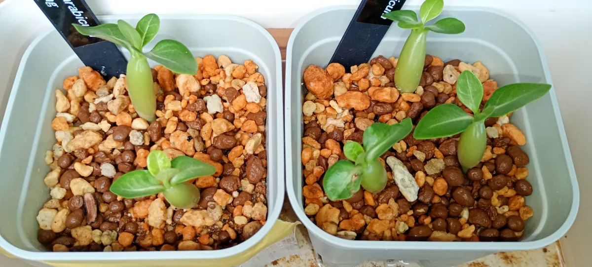 Adenium arabicum King Kong (アデニウム アラビカム キングコング)