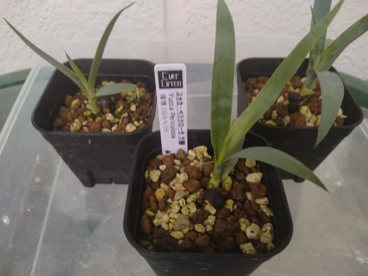 Yucca periculosa (ユッカ ペリクローサ)