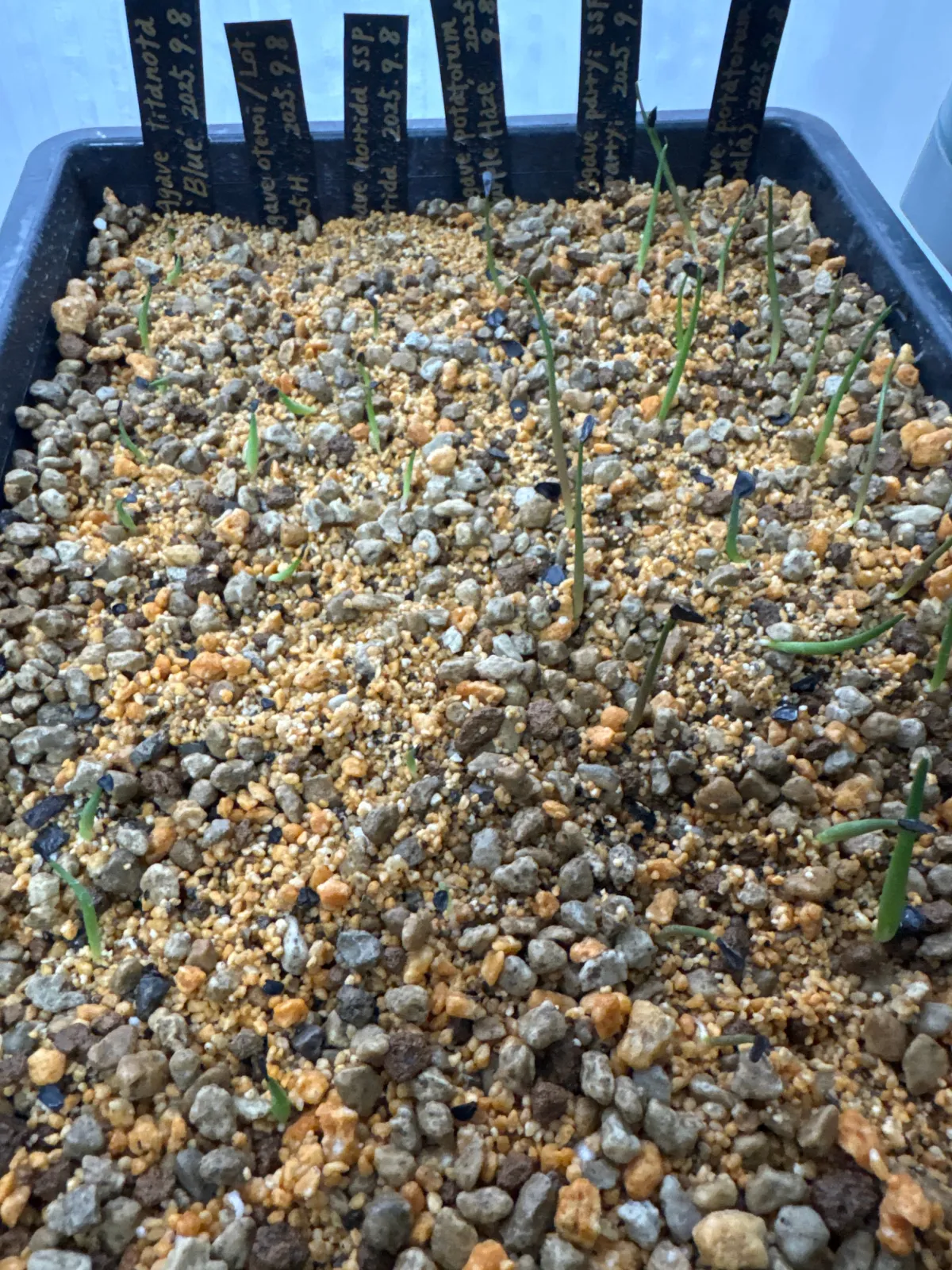 Agave horrida ssp. horrida (アガベ ホリダ)