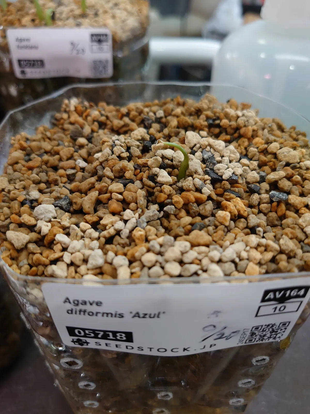 Agave difformis 'Azul' (アガベ ディフォルミス アズール)