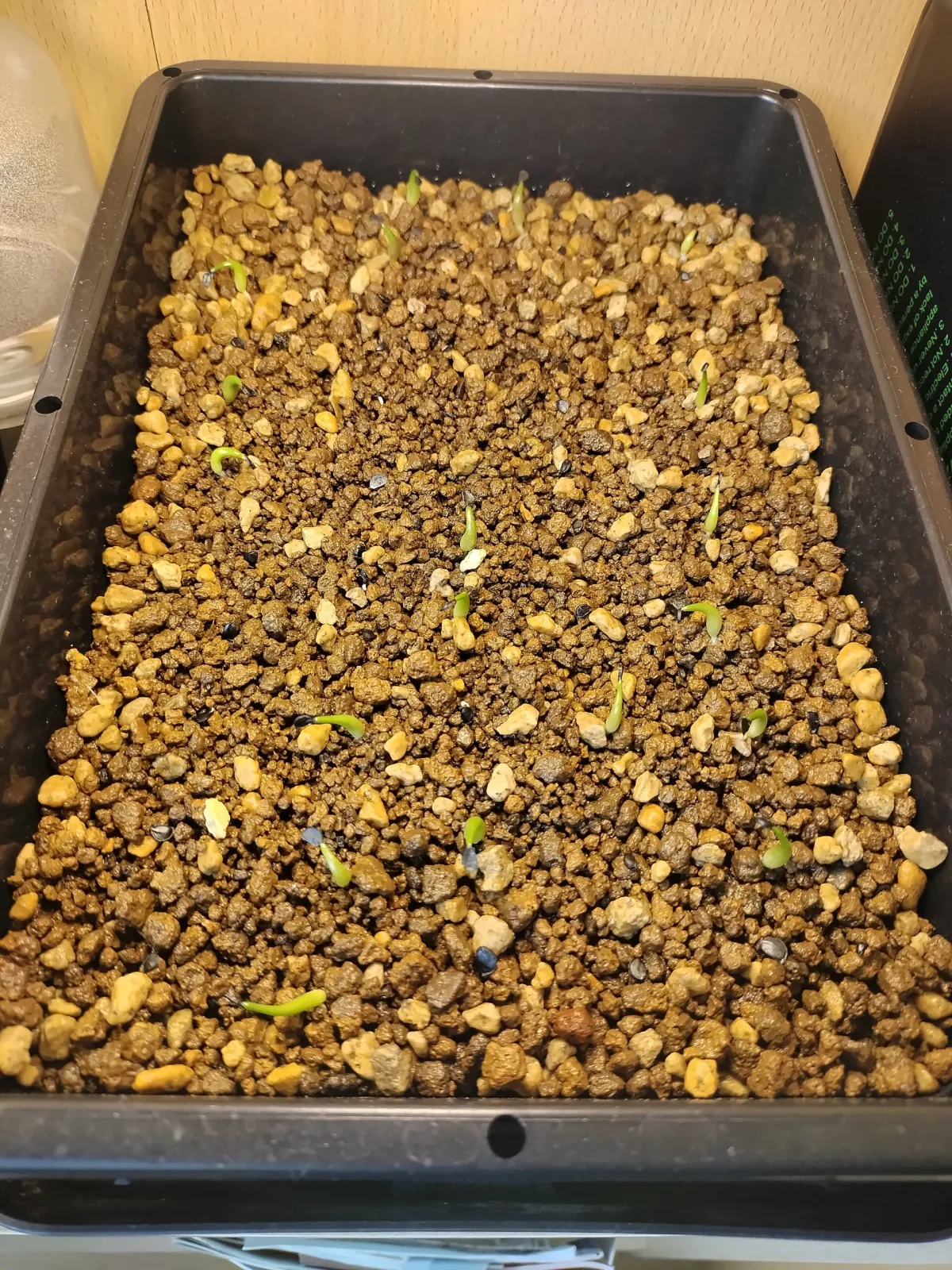 Agave oteroi (アガベ オテロイ)