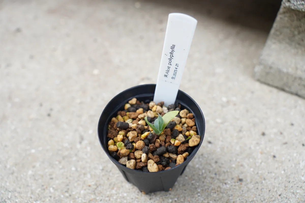 Aloe polyphylla (アロエ ポリフィラ)