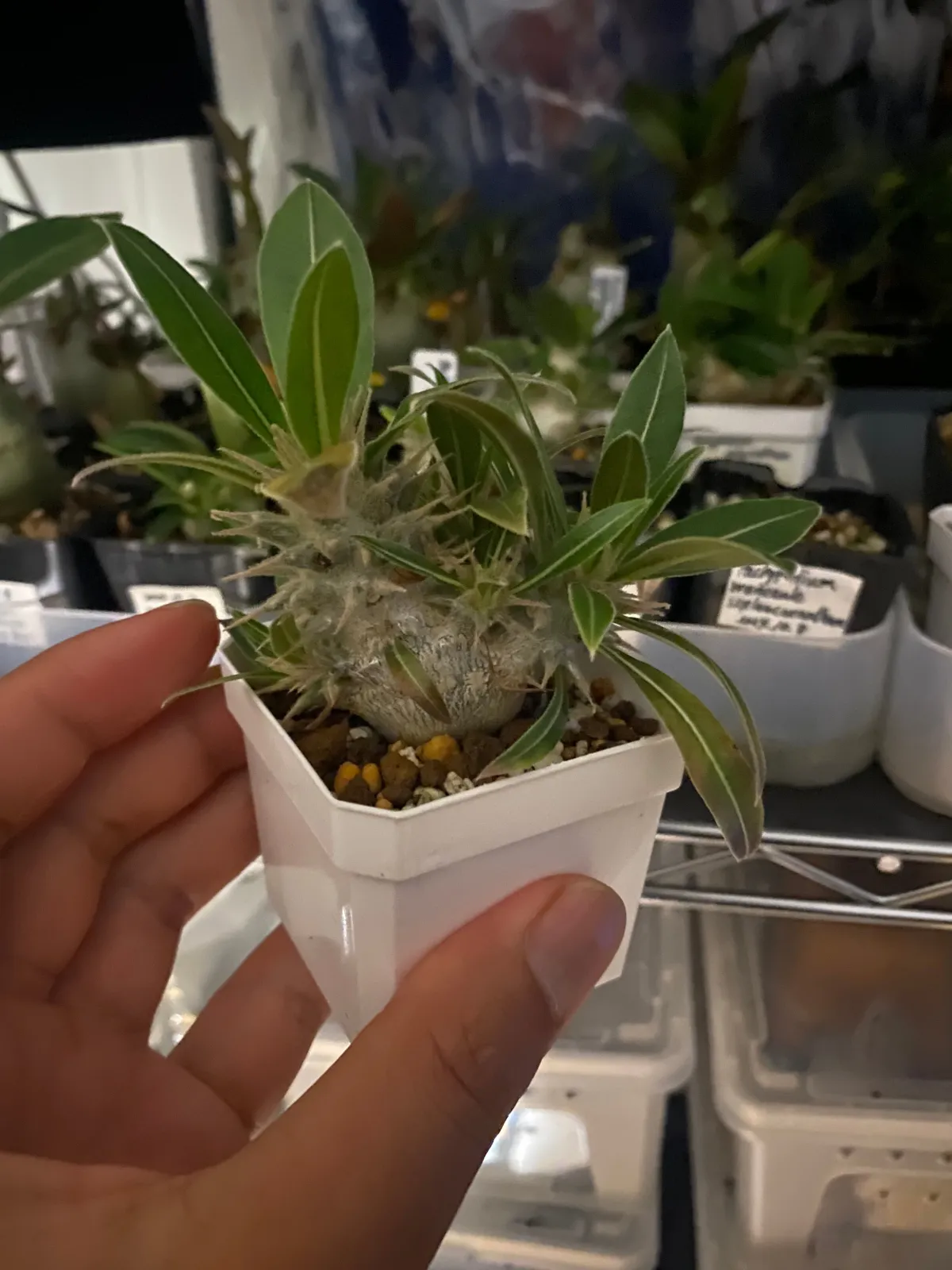 Pachypodium rosulatum var. eburneum (パキポディウム エブレネウム)