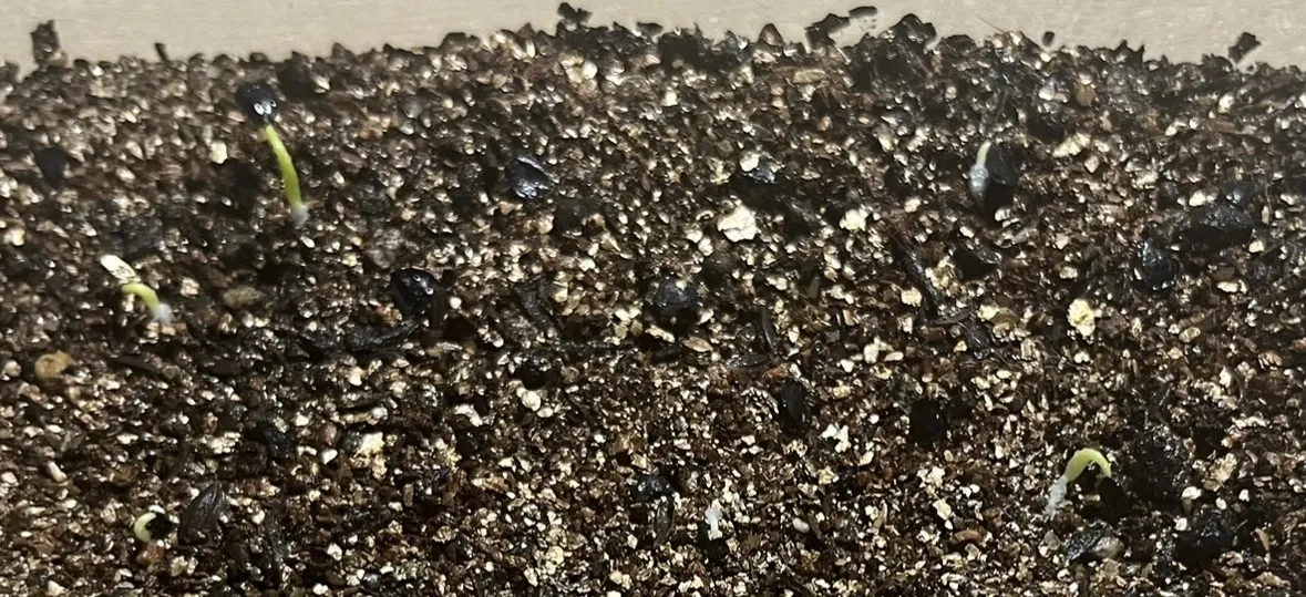 Agave mapisaga var. lisa (アガベ マピサガ リサ)