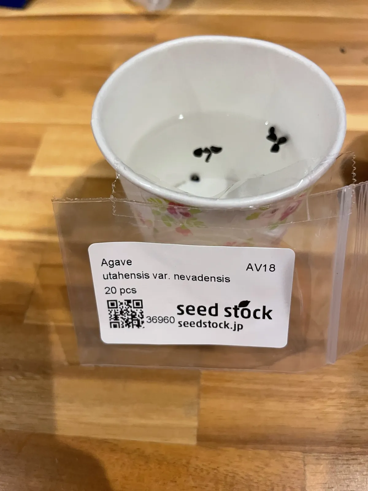 Agave utahensis var. nevadensis (アガベ ユタエンシス ネヴァデンシス)