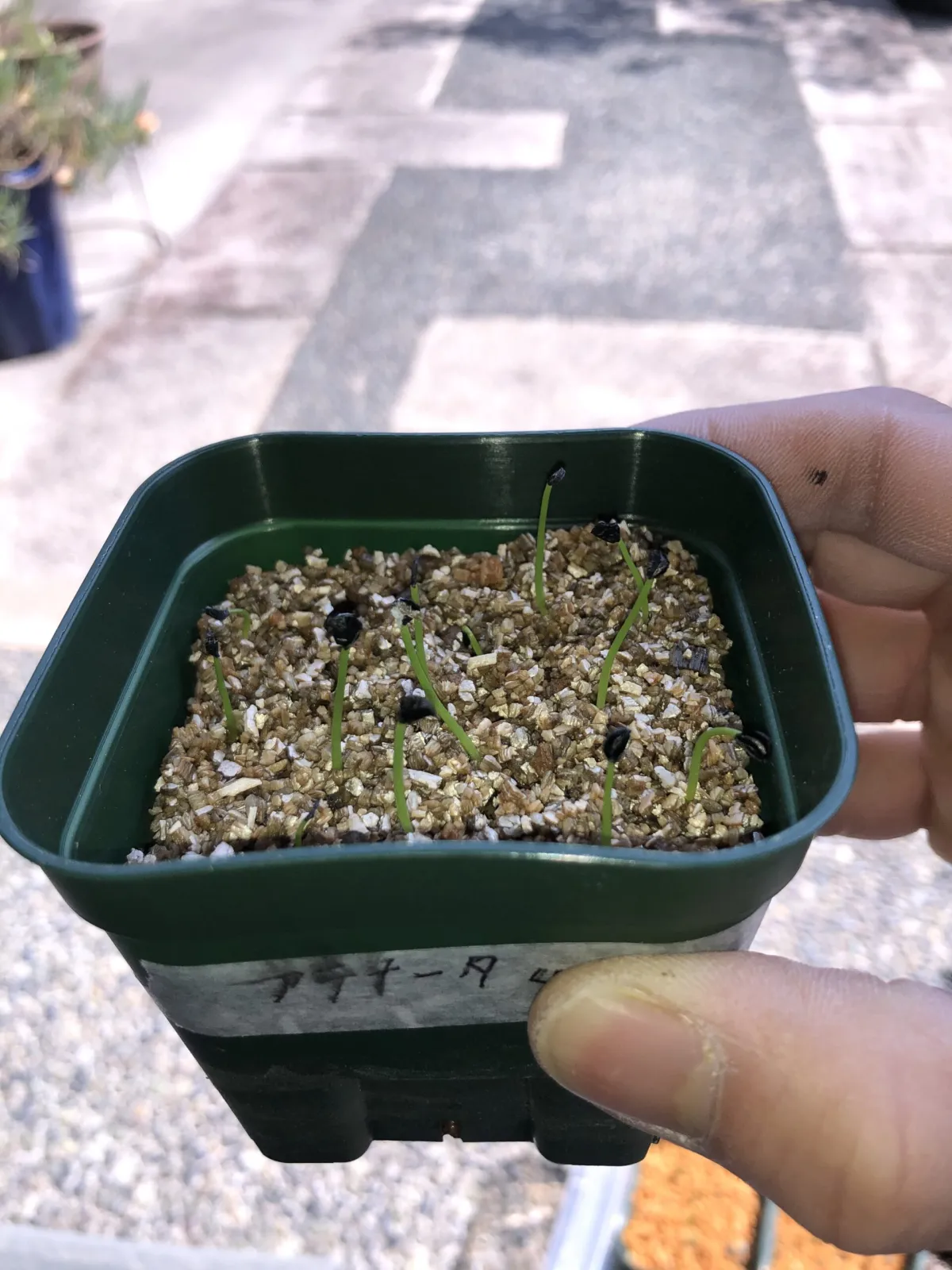 Agave attenuata (アガベ アテナータ 初緑)