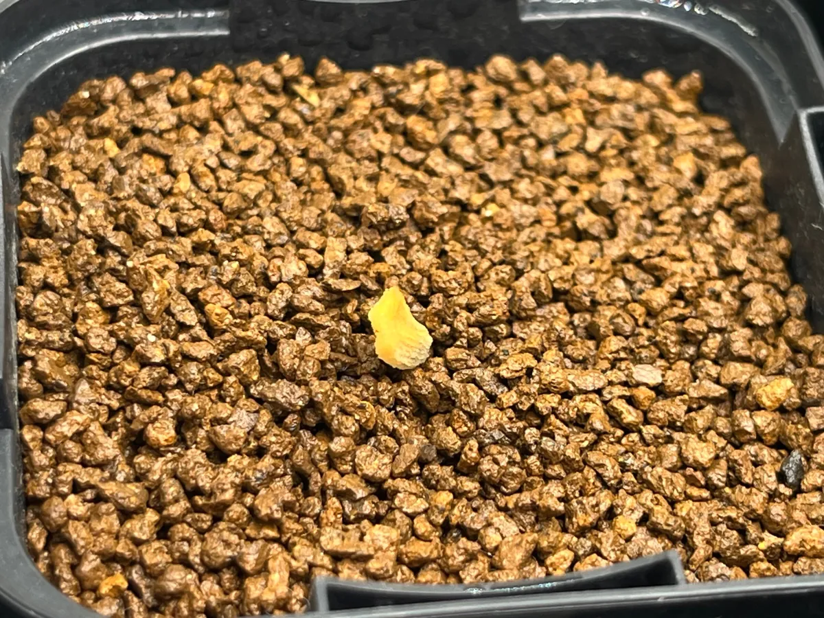 Pachypodium menabeum (パキポディウム メナベウム)