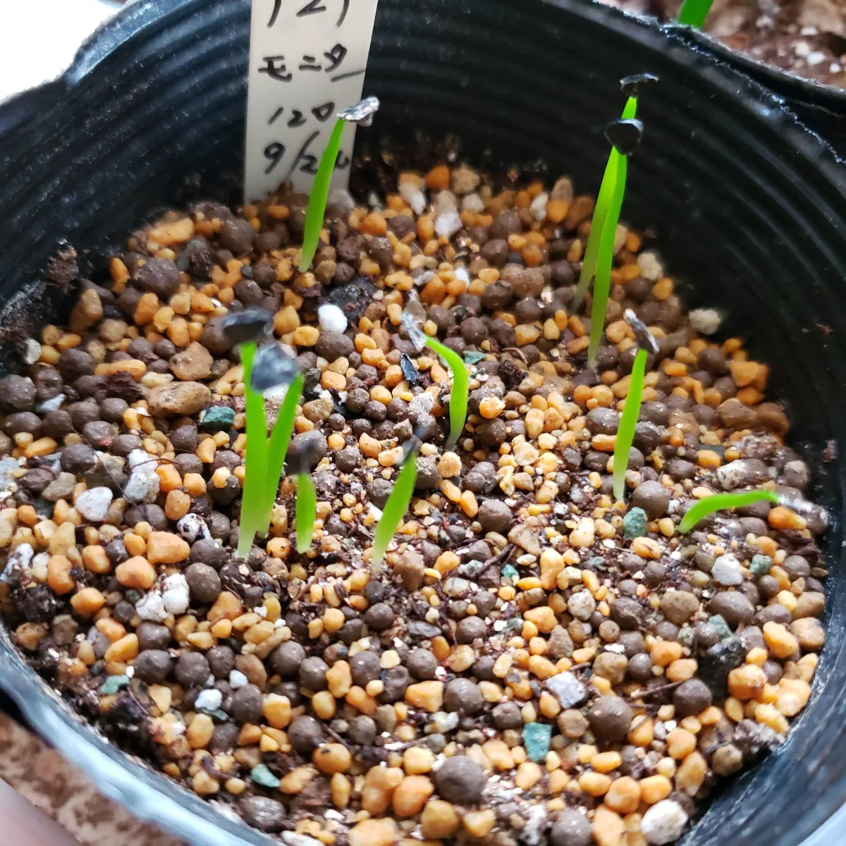 Agave albescens (アガベ アルベセンス)