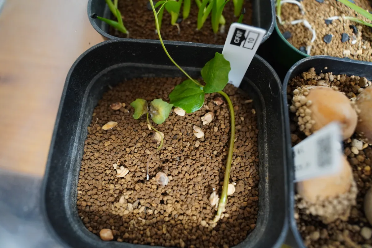 Commiphora monstruosa (コミフォラ モンストローサ)