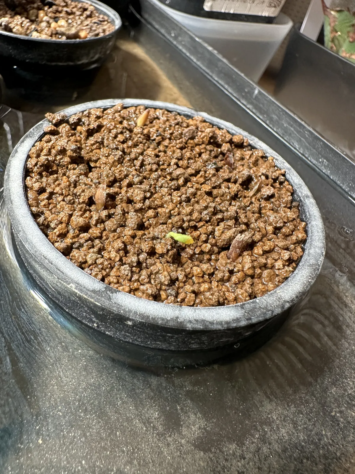 Fouquieria purpusii (フォークイエリア プルプシー)