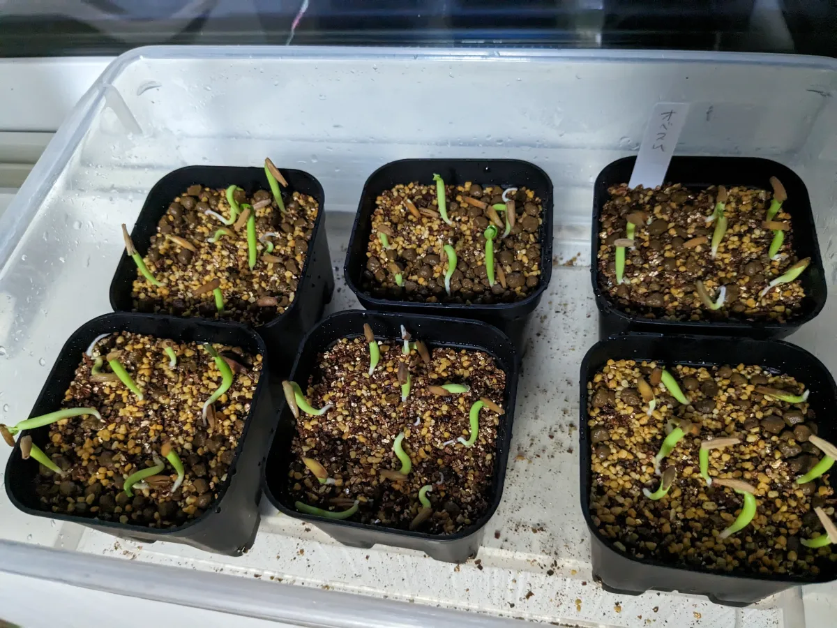 Adenium obesum (アデニウム オベスム)