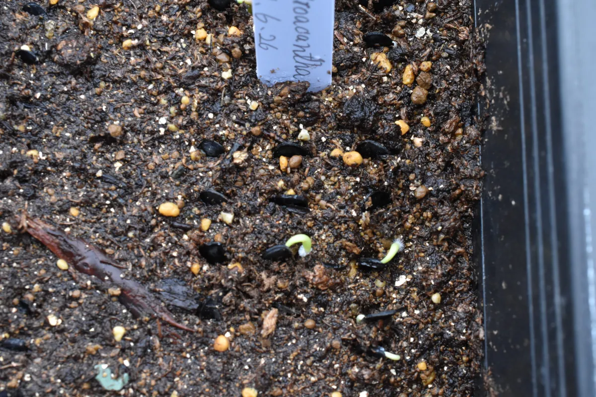 Agave macroacantha (アガベ マクロアカンサ 八荒殿)