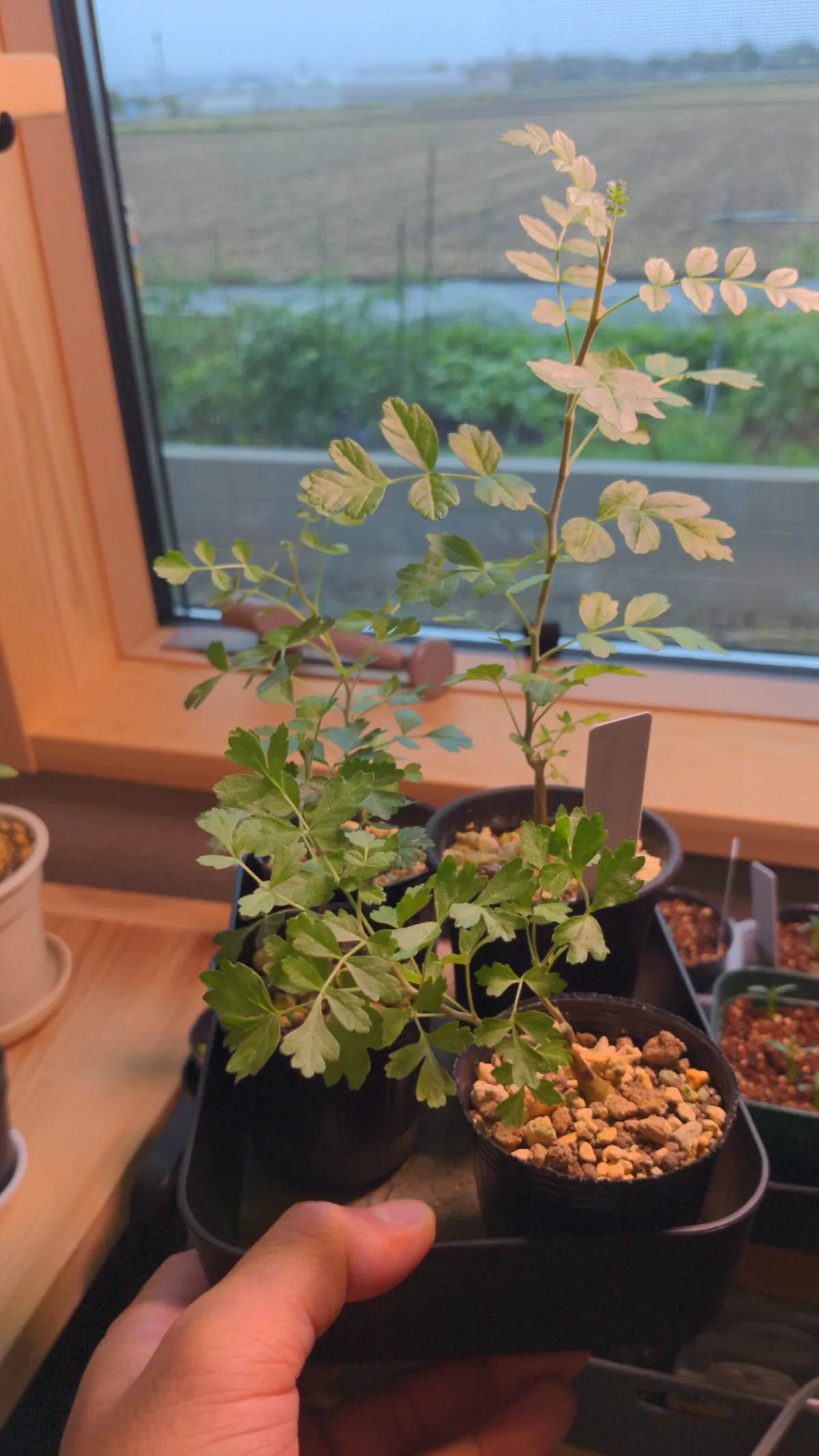 Pachycormus discolor (パキコルムス ディスカラー)