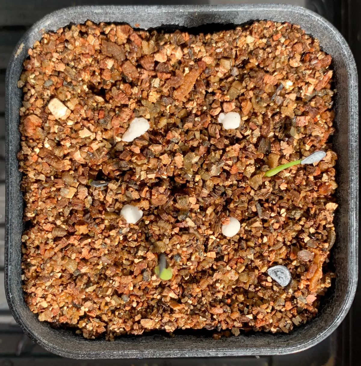 種子] アガベ マピサガ リサ Agave mapisaga var. lisa｜多肉植物