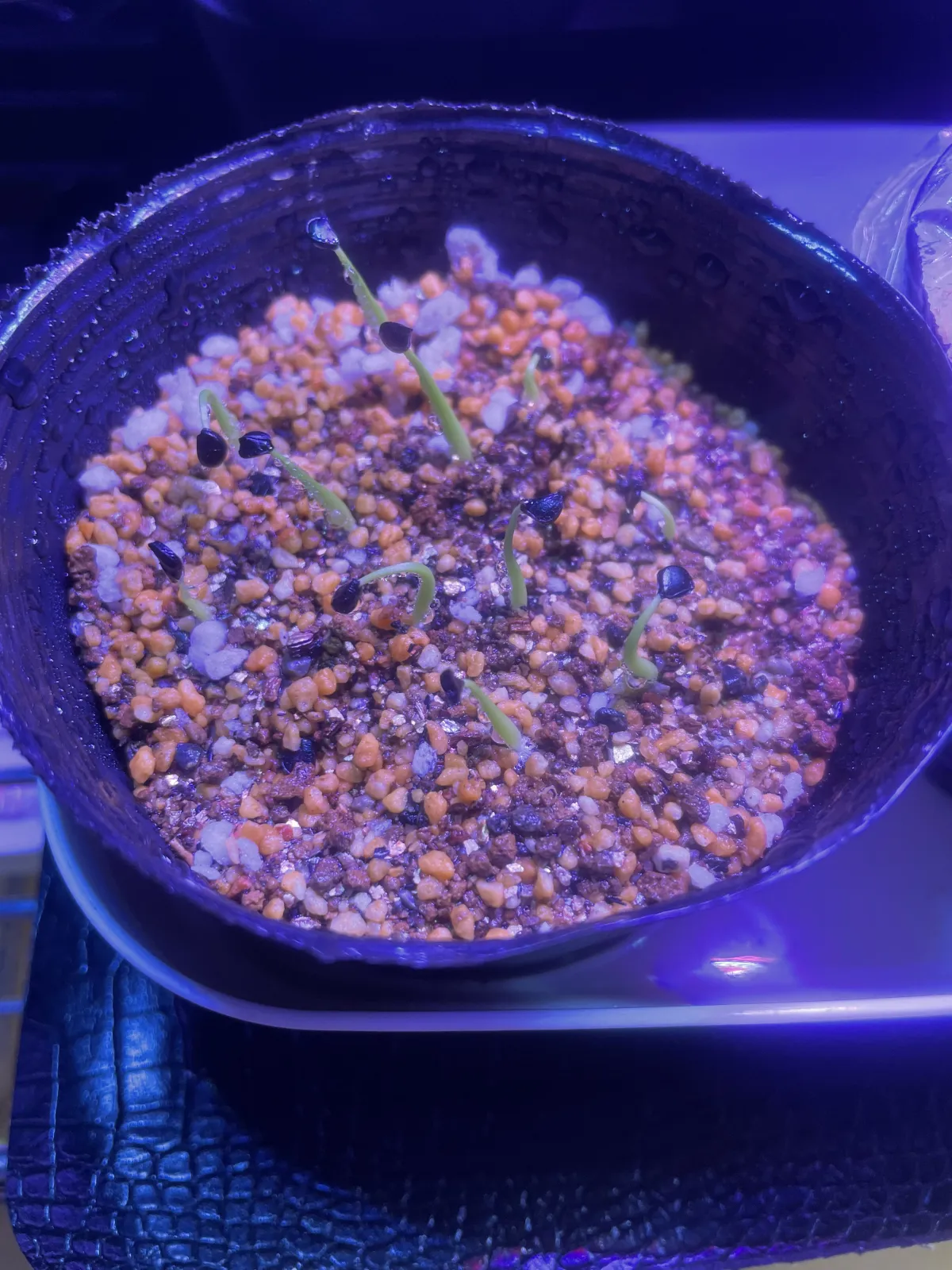 Agave utahensis var. eborispina (アガベ エボリスピナ)