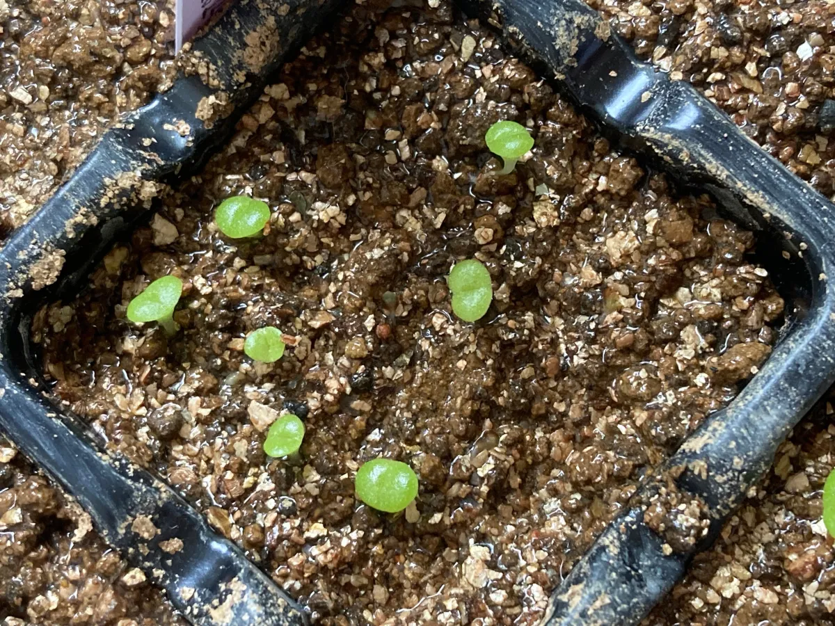 Mitrophyllum mitratum (ミトロフィルム ミトラツム)