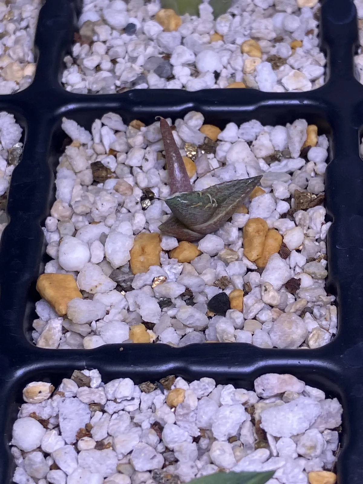 Agave titanota 'Blue' (アガベ チタノタブルー)