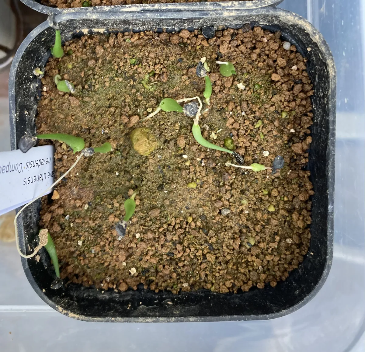 Agave utahensis var. nevadensis 'Compacta' (アガベ ネバデンシス コンパクタ)