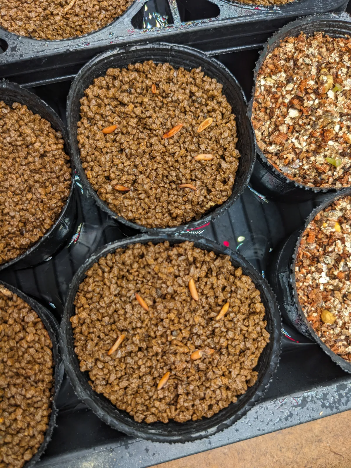 [無料種子] 発芽難 パキポディウム グラキリス　 Pachypodium rosulatum var. gracilius