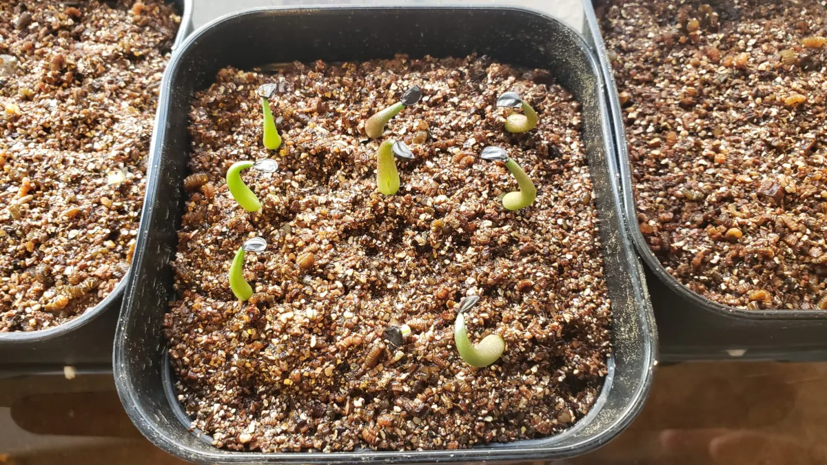 Agave geminiflora (アガベ ジェミニフローラ)