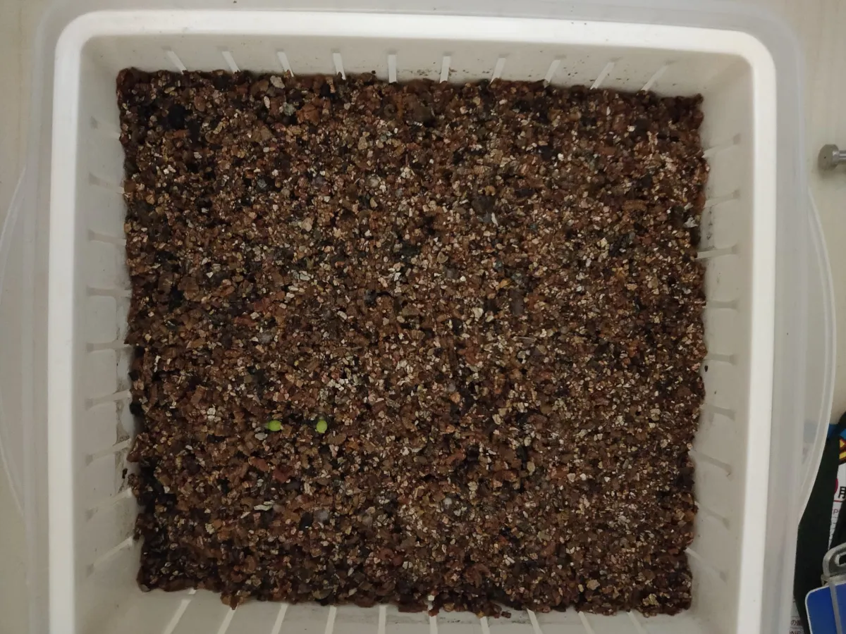 Euphorbia stellata (ユーフォルビア ステラータ 飛竜)