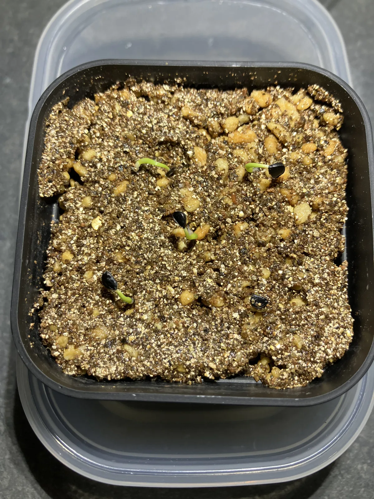 Agave utahensis ssp. utahensis 'Compacta' (アガベ ユタエンシスコンパクタ)