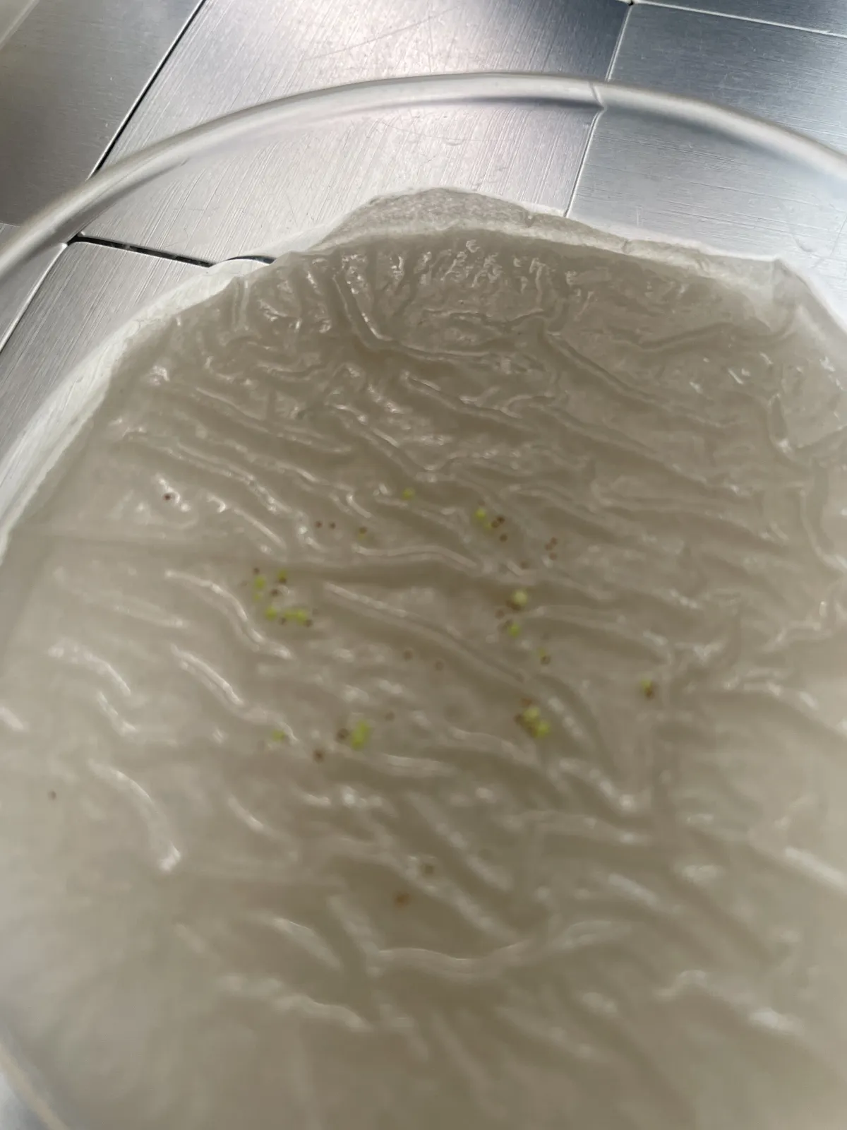 Dinteranthus vanzylii (ディンテランタス 綾耀玉)