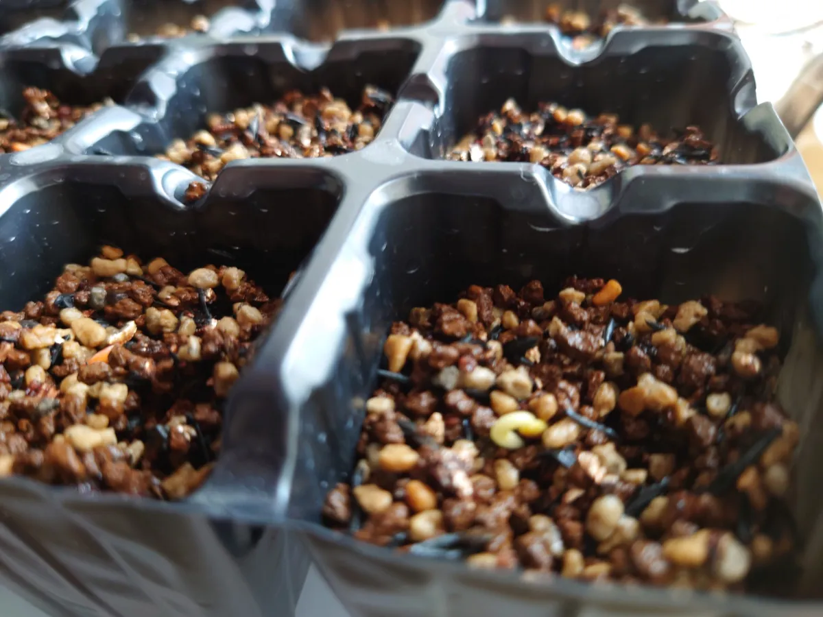 Pachypodium rosulatum var. gracilius (パキポディウム グラキリス)