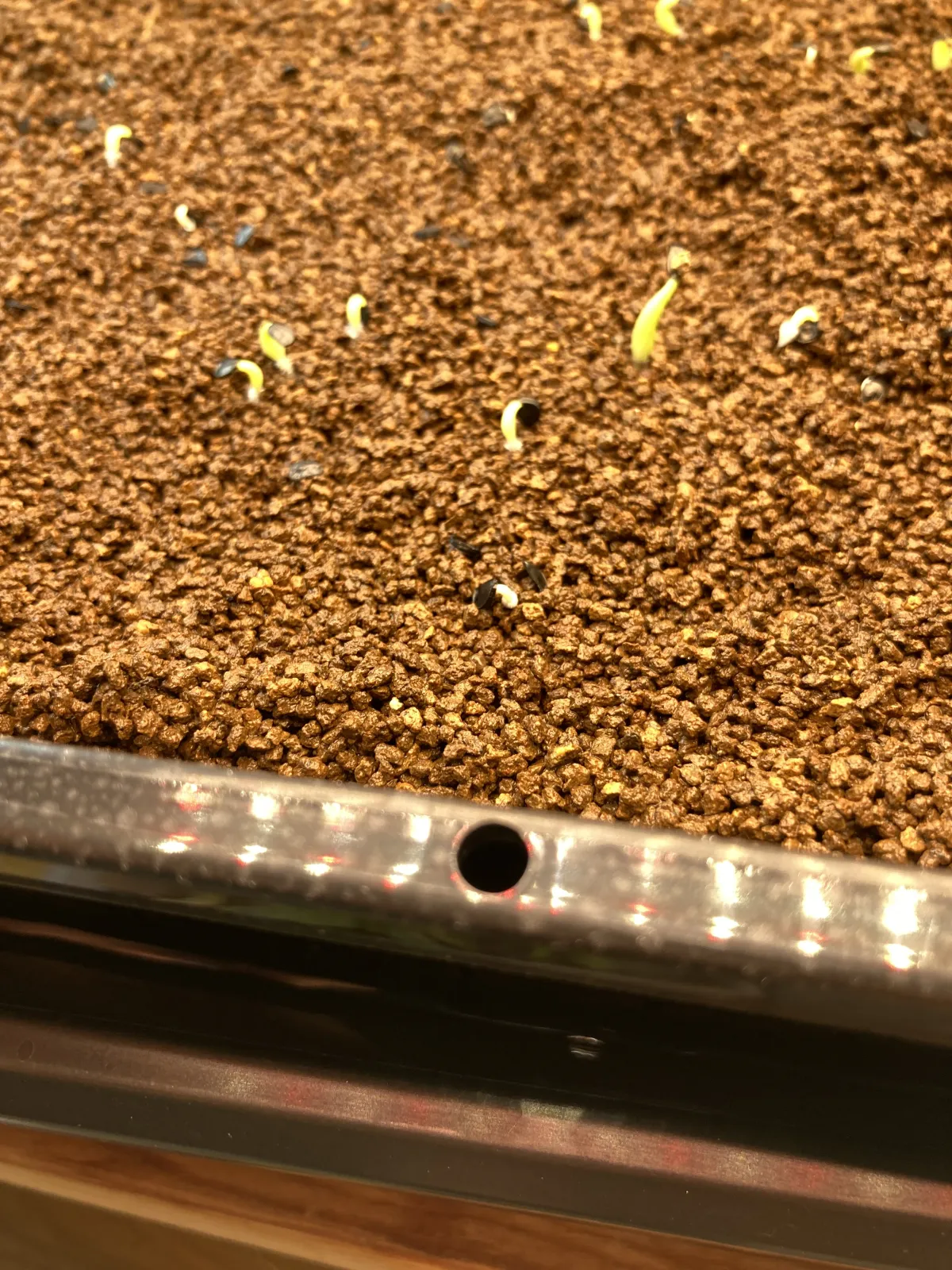 Agave oteroi (アガベ オテロイ)