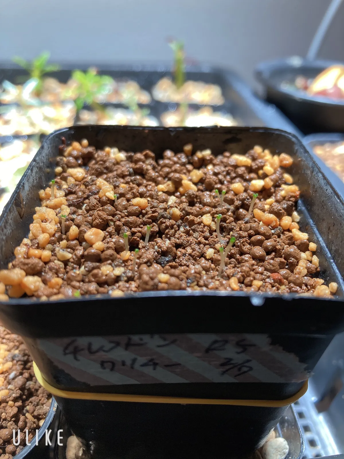 Tylecodon wallichii (ティレコドン ワリチー)