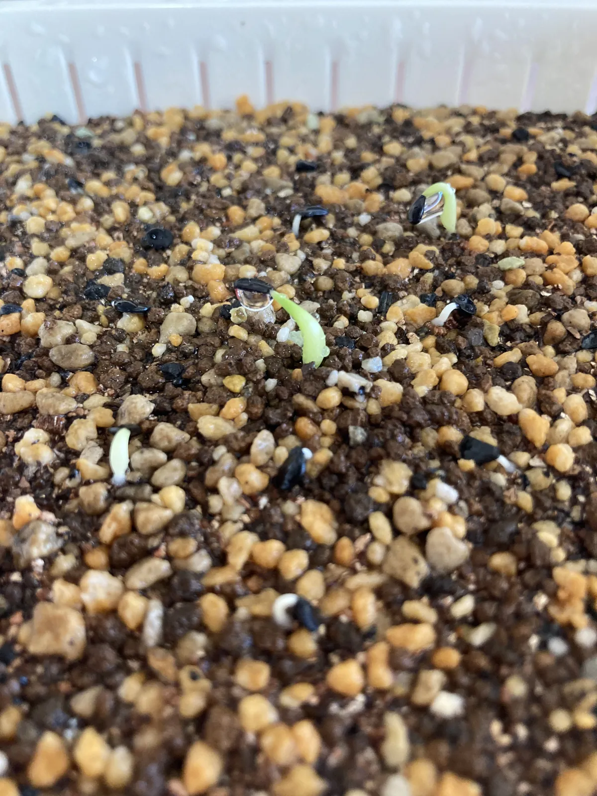 Agave victoriae-reginae 'Bustamante' (アガベ バスタマンテ)