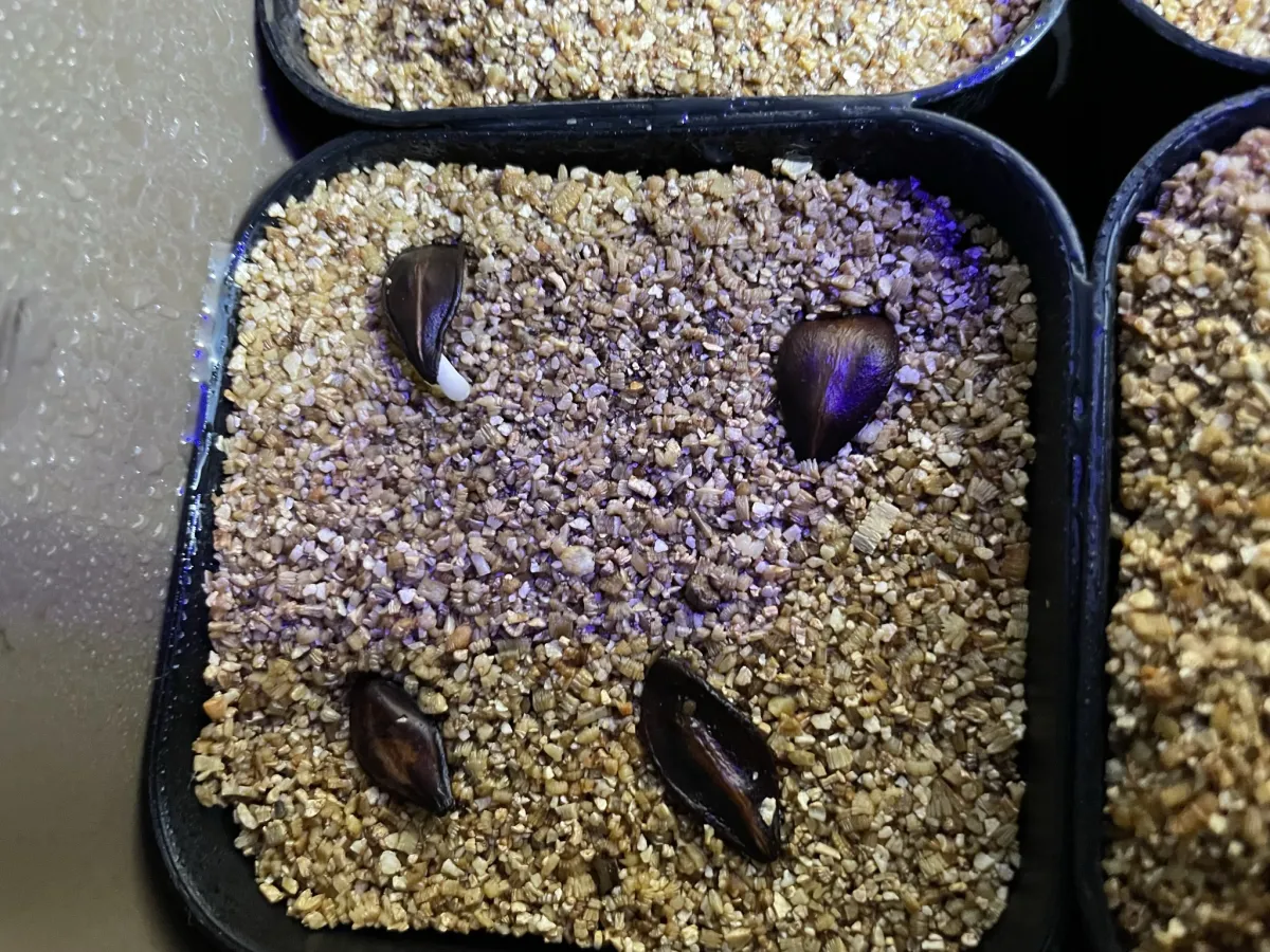 Pachypodium sofiense (パキポディウム ソフィエンセ)