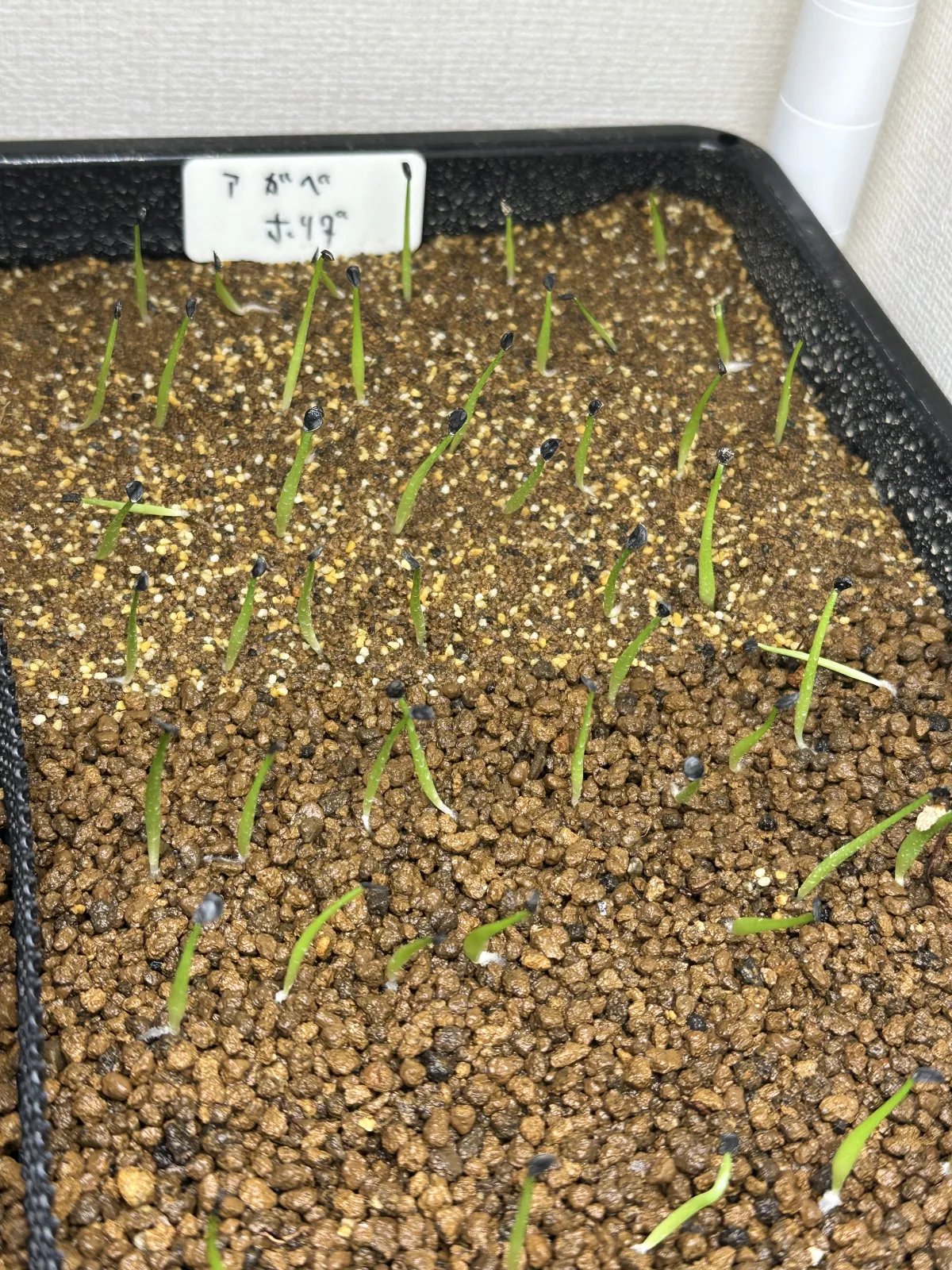 Agave horrida ssp. horrida (アガベ ホリダ)