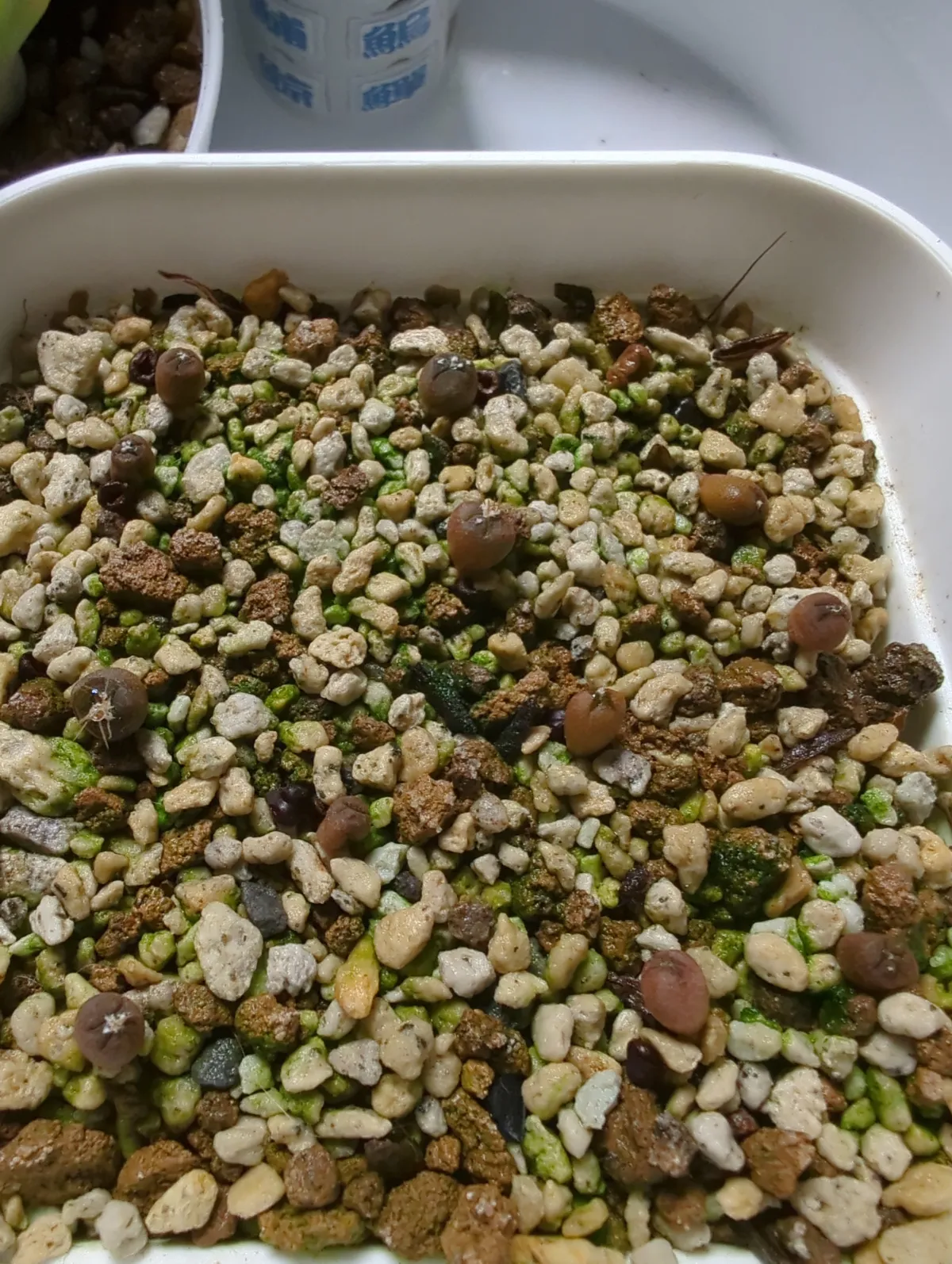 Astrophytum asterias var. nudum (アストロフィツム 瑠璃兜)