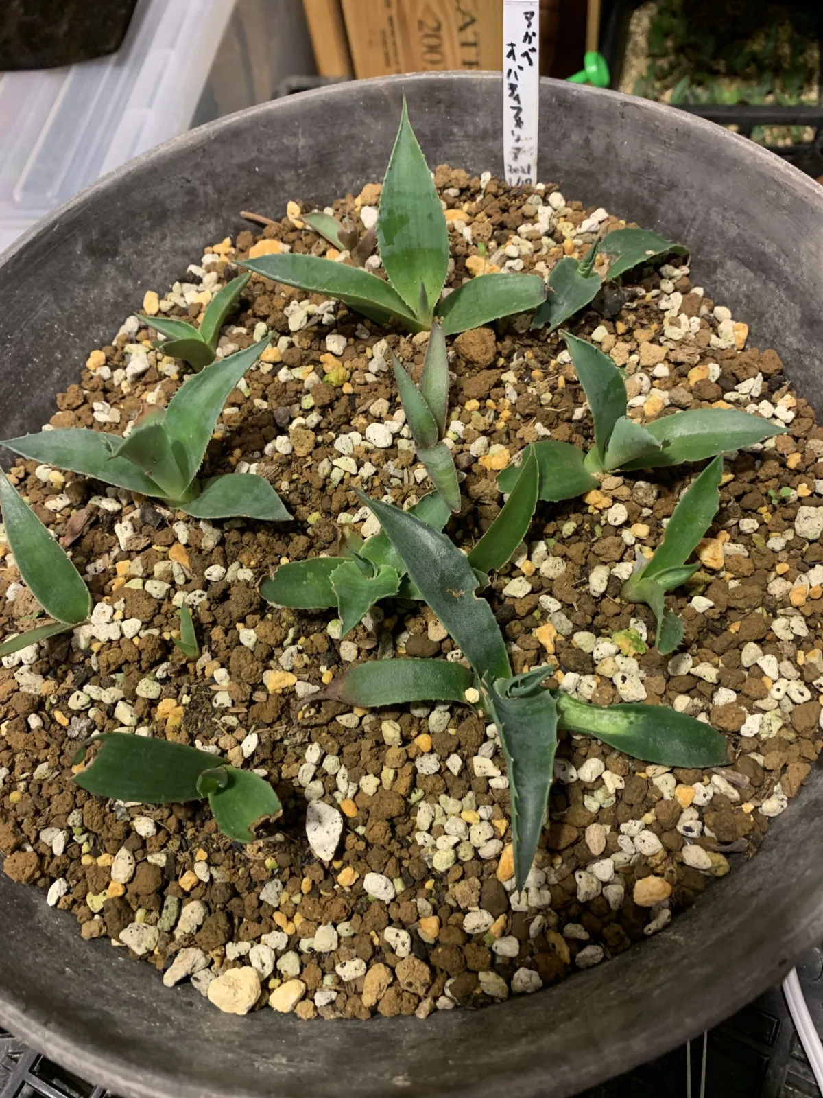 Agave ovatifolia (アガベ オバティフォリア)