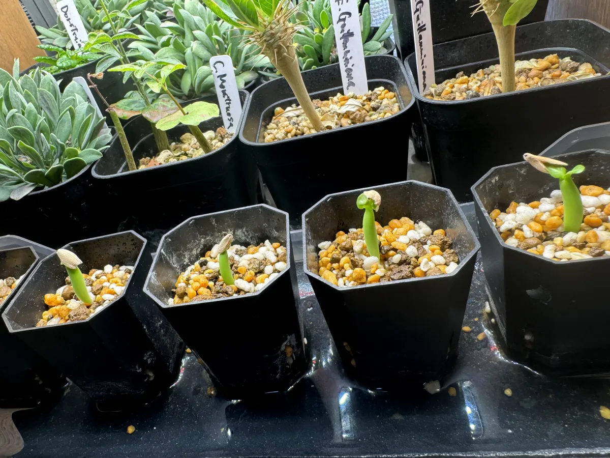 Adenium arabicum King Kong (アデニウム アラビカム キングコング)