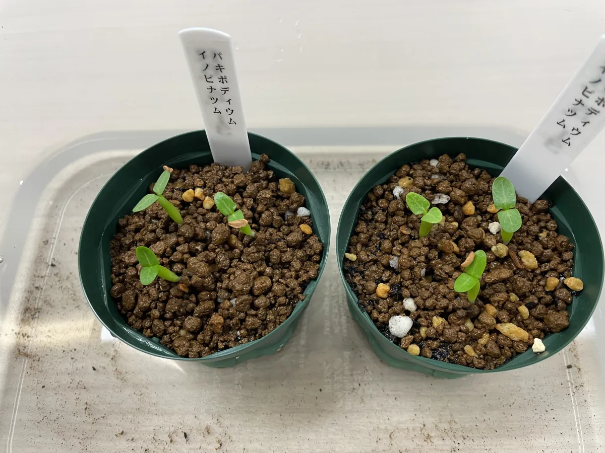 Pachypodium rosulatum var. inopinatum (パキポディウム イノピナツム)