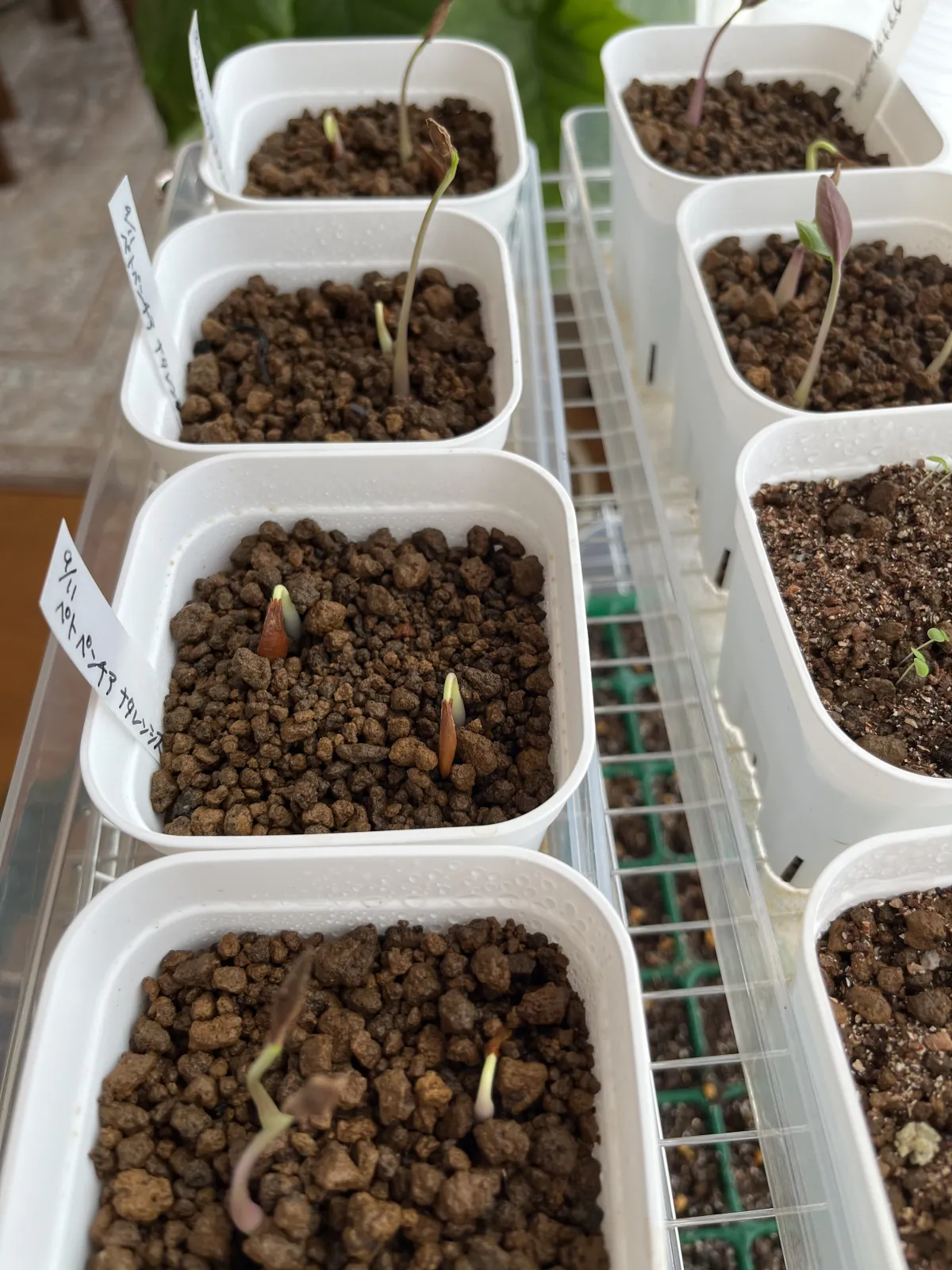 Petopentia natalensis (ペトペンチア ナタレンシス)